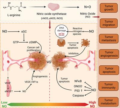 Nitric oxide and thyroid carcinoma: A review